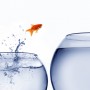 goldfish jumping out of the water leap into change
